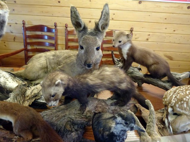 Wildtiere in der Teckelvilla