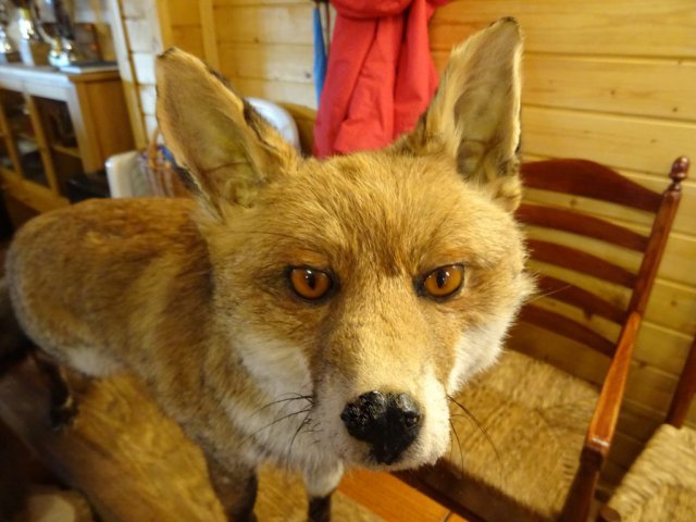 Wildtiere in der Teckelvilla