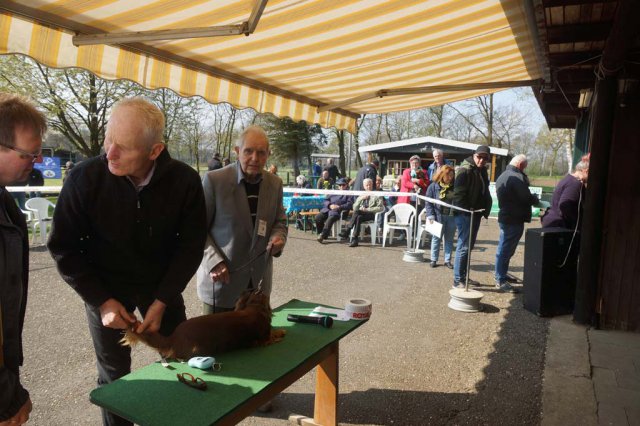 Zuchtschau 14.04.2019